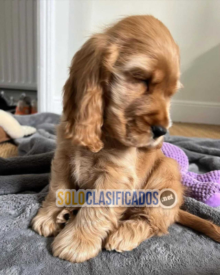Preciosos cachorros de cocker spaniel(+34603172403)...