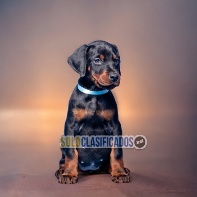 VENTAS DE HERMOSOS CACHORROS DE DOBERMAN... 