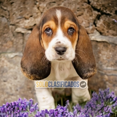 5ADORABLE BASSET HOUND... 