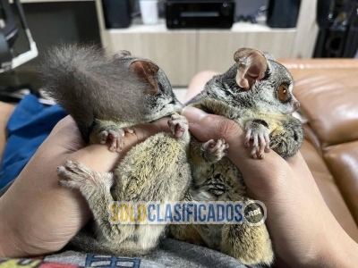 Se vende bush baby a un precio muy asequible( Galago) +1213316(80... 