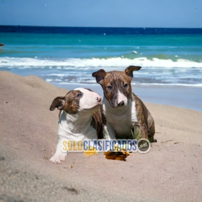 Bull Terrier Hermosos y Bellos Cachorros... 