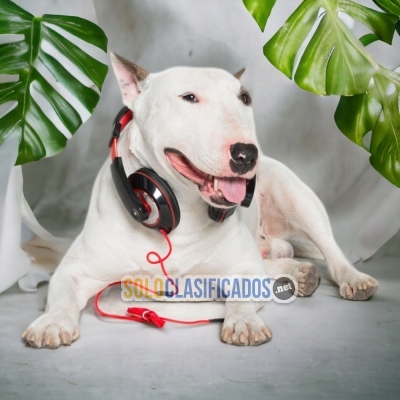 Adorable Bull Terrier Special for You... 
