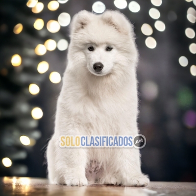 SAMOYEDO    IT WILL BE YOUR BEST COMPANY FROM NOW ON CHEER UP NOW... 