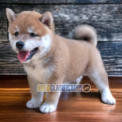 Akita Inu Japones Preciosos Cachorros al Mejor Precio... 