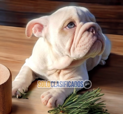 BULLDOG INGLES EXOTICO   CACHORROS... 