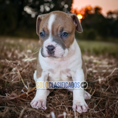 Gently Puppies   American Stafford... 