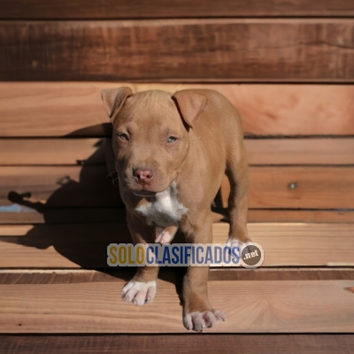 WONDERFUL PUPPIES PITBULL... 