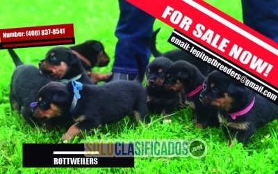 ROTTWEILERS FOR SALE NOW... 