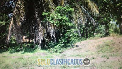 Solo Clasificados - Propiedad en Venta en Matapalo de Quepos - imagen: 3