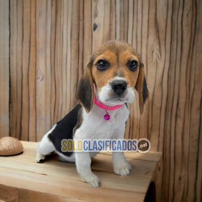 Hermosos cachorros de raza Beagle para tu hogar... 