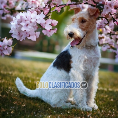 Fox Terrier de Pelo Largo Your Perfect Company... 