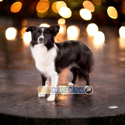 BORDER COLLIE AVAILABLE/DISPONIBLEE!... 