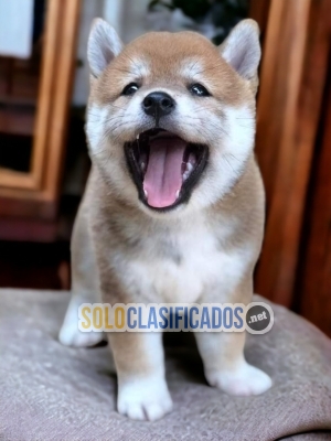 WONDERFULL     AKITA     INU... 