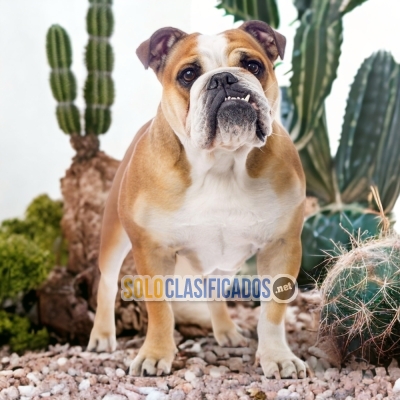 BULLDOG INGLÉS A FURRY FOR YOUR HOME... 