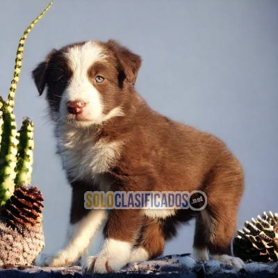 BORDER COLLIE NORMAL Y EXOTICOFRIEND FOR YOU AND YOUR FAMILY... 