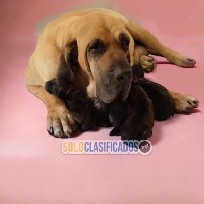 DISPONIBLES/AVAILABLE FILA BRASILEÑO... 