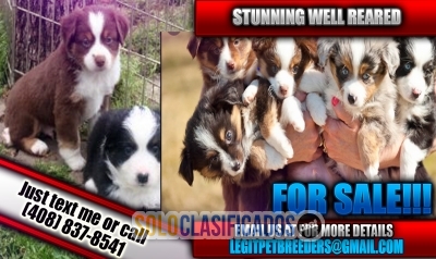 STUNNING WELL REARED PUPPIES FOR A NEW HOME NOW... 