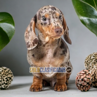 1ADORABLE DACHHUND ARLEQUÍN... 