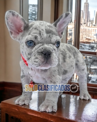 French Exotic Bulldog Winsome Puppies... 