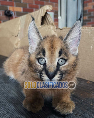 Gatitos caracal disponibles para la venta... 