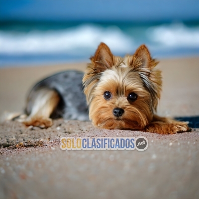 SALE OF BEUTIFUL PUPPIES OF  RACE YORKIE... 