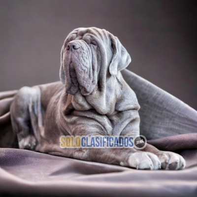 NEAPOLITAN MASTIFF AVAILABLE IN NORTH CAROLINA... 