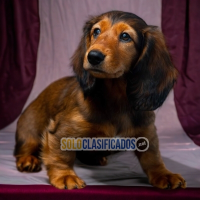 PERROS DACHSHUND PELO LARGO DISPONIBLE... 