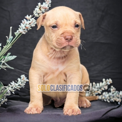 AMERICAN BULLY XL          YOUR FAITHFUL DOG ​​NOW IN ADELNATE... 