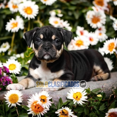 FURRY AMERICAN BULLY AVAILABLE... 