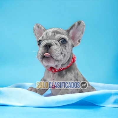 Beautiful puppies available now: Exotic French Bulldog... 
