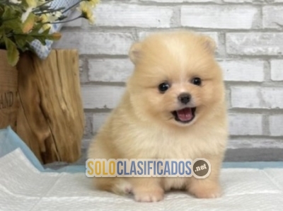 Pops is a purebred male cream Teacup Pomeranian For Sale... 