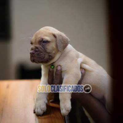 Fila Brasileiro  Fila Brasileiro dog certificate of purity of bre... 