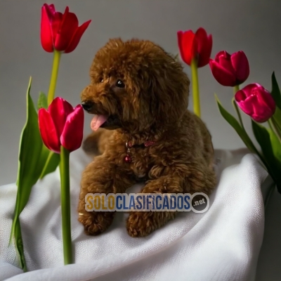Papas French Poodle Chocolate Gorgeous Puppies... 