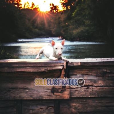 BULL TERRIER AVAILABLIE NORTH CAROLINA NOW... 