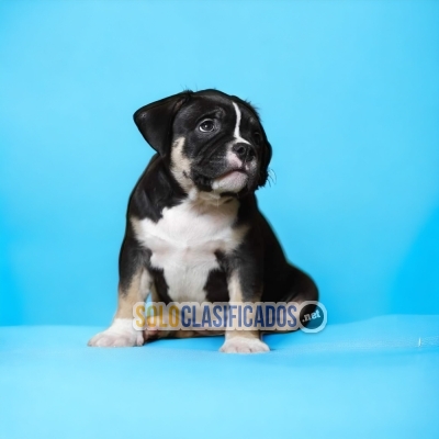 American Bully  dog certificate of purity of breed... 