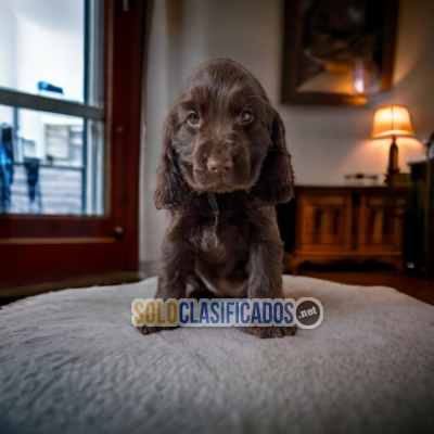 HERMOSO COCKER SPANIEL  DISPONIBLE  PARA TU HOGAR... 