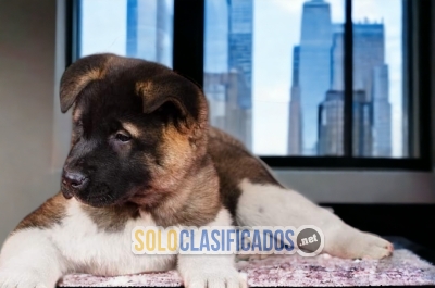 Hermoso cachorro Akita Americano... 