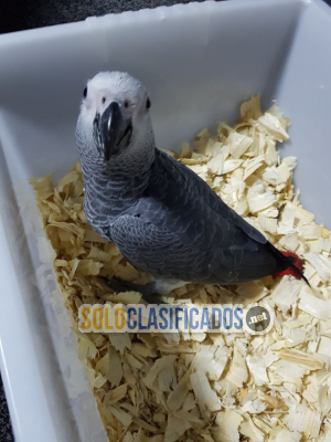 Solo Clasificados - A Pair of Talking African Grey Parrots/A Pair of Talking African Grey Parrots - imagen: 4