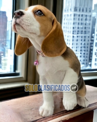 Hermosos cachorros raza Beagle Poket Americano... 