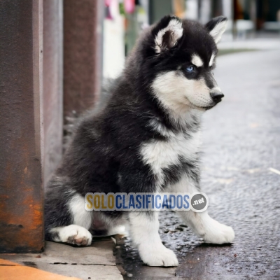 CUTE HUSKI SIBERIANO PUPPY FOR SALE... 