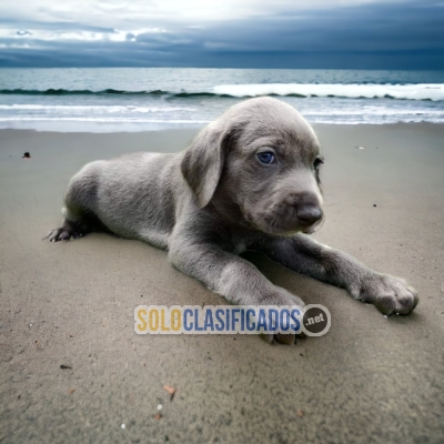 Preciosos y bellos cachorros WEIMARANER... 