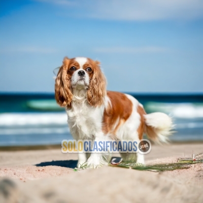 CAVALIER KING... 