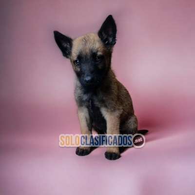 BEAUTIFUL PUPPIES BELGIAN SHEPHERD... 