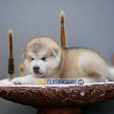 DULCES CACHORROS ALASKAN MALAMUTE... 