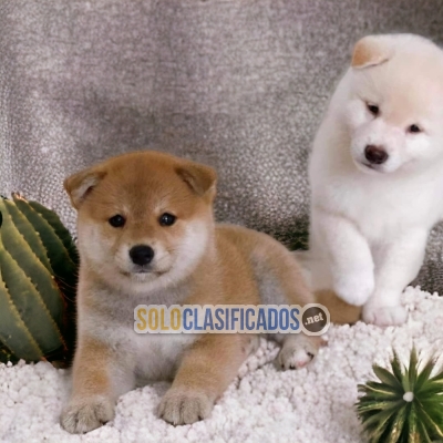 BEAUTIFUL AKITA INU JAPONES PUPPY FOR SALE... 