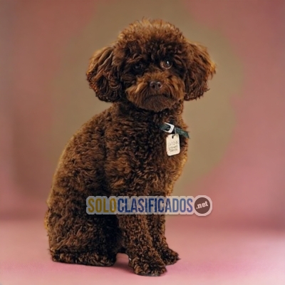 FRENCH POODLE CHOCOLATE   ADULTO... 