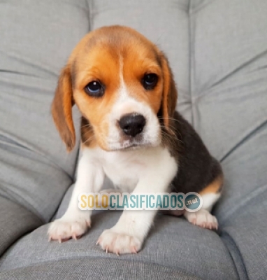Preciosos y muy juguetones cachorritos beagles disponibles  ... 