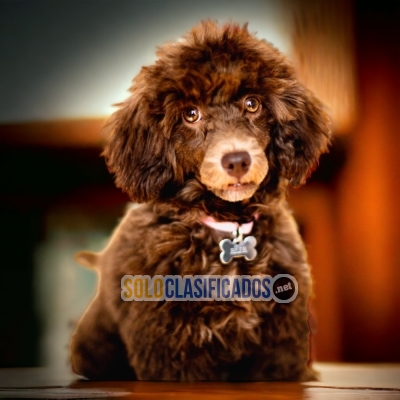 FRENCH POODLE CHOCOLATE         IT WILL BE YOUR BEST COMPANY FROM... 