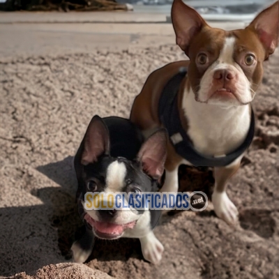 Maravilloso cachorro Boston Terrier... 