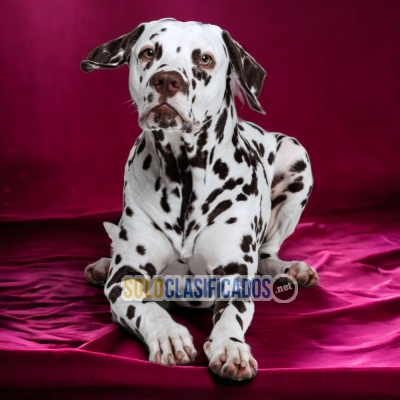 DALMATA            IT WILL BE YOUR COMPANION AND BEST COMPANY FRO... 